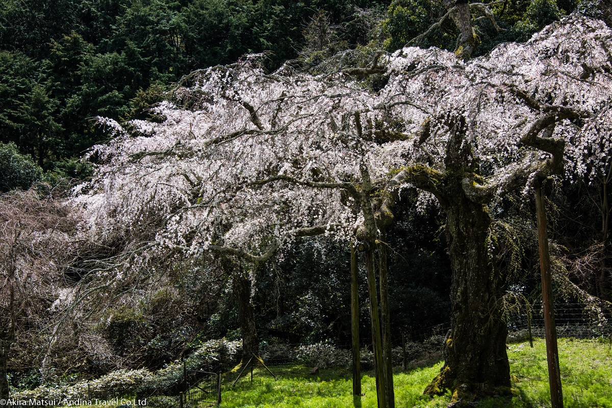 日本の風景写真 春 長興山紹太寺のしだれ桜 日本人の神美世界の象徴 桜 アンディーナ ブログ