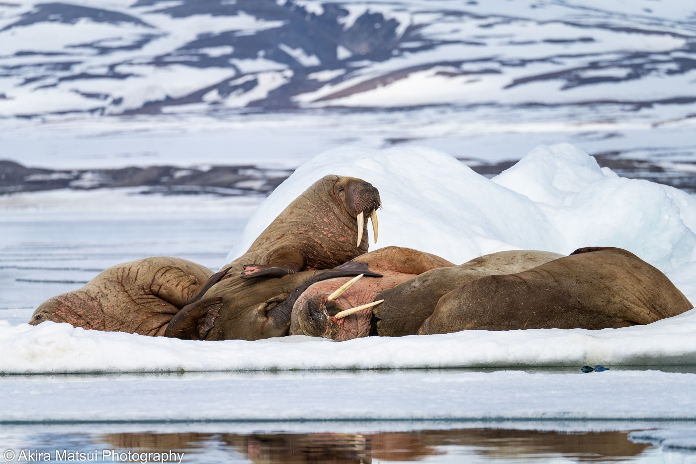 北極クルーズ⑨：セイウチが眠る氷河の湾 | 風景写真家・松井章のブログ